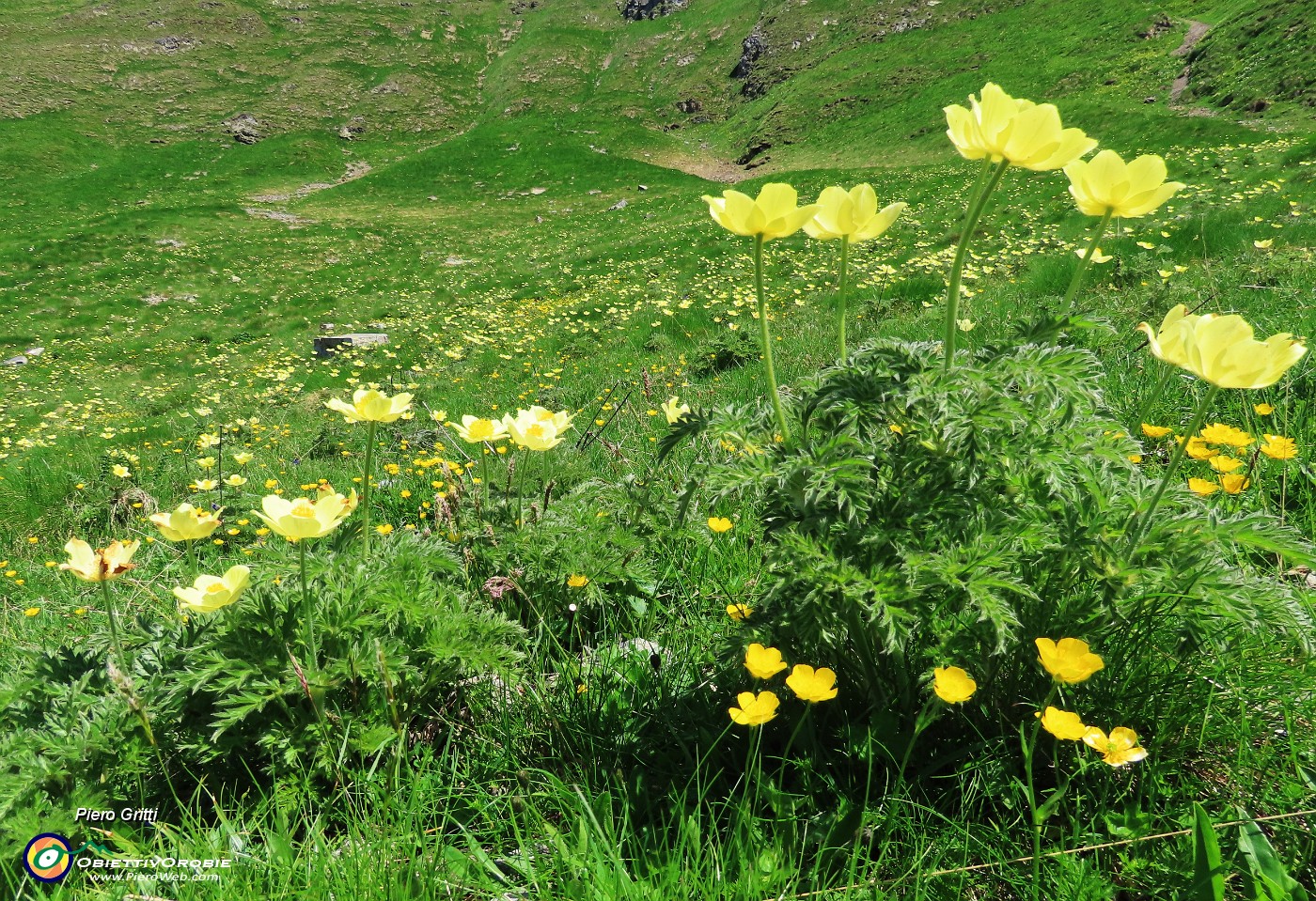 32 Distese di Pulsatilla alpina sulphurea (Anemone sulfureo).JPG